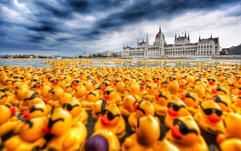 52.000 kacsa úszott a Dunán