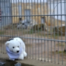 Új családra lelt a nyíregyházi jegesmedve fiú