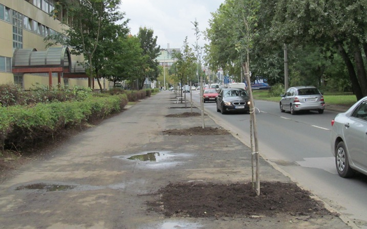 Galagonyafákat ültettek a Szegfű utcán