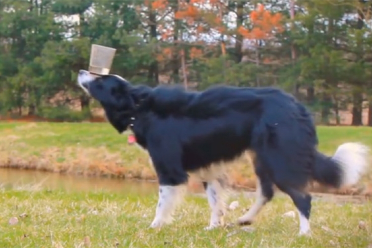 Elképesztő trükköket tud Nana, a világ legügyesebb kutyája - VIDEÓ