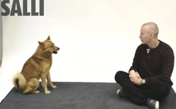 Hogyan reagálnak a kutyák az emberi ugatásra? – Cuki VIDEÓ!