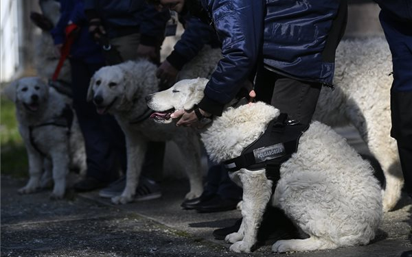 Újabb három kuvasz áll szolgálatba a polgárőrségnél