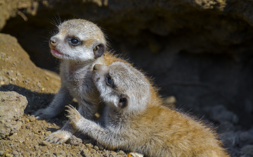 Szurikáták születtek a Szegedi Vadasparkban