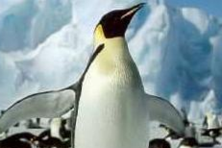 Jön az új madárinfluenza, a H11N2