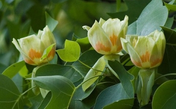 Az amerikai tulipánfa genomja valóságos molekuláris kövület