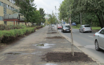 Galagonyafákat ültettek a Szegfű utcán