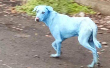 Kékre festette a kutyák szőrét egy indiai gyár környezetszennyezése 